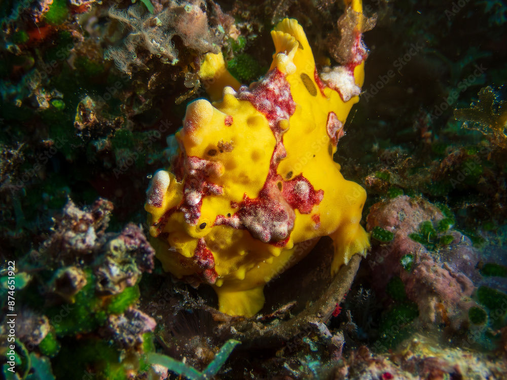 In the coral reefs off Bohol Island, Philippines, the Yellow Warty Frogfish (Antennarius maculatus). A master of disguise, this quirky fish awaits unsuspecting prey. Underwater photography and travel. In the coral reefs off Bohol Island, Philippines, the Yellow Warty Frogfish (Antennarius maculatus). A master of disguise, this quirky fish awaits unsuspecting prey. Underwater photography and travel.