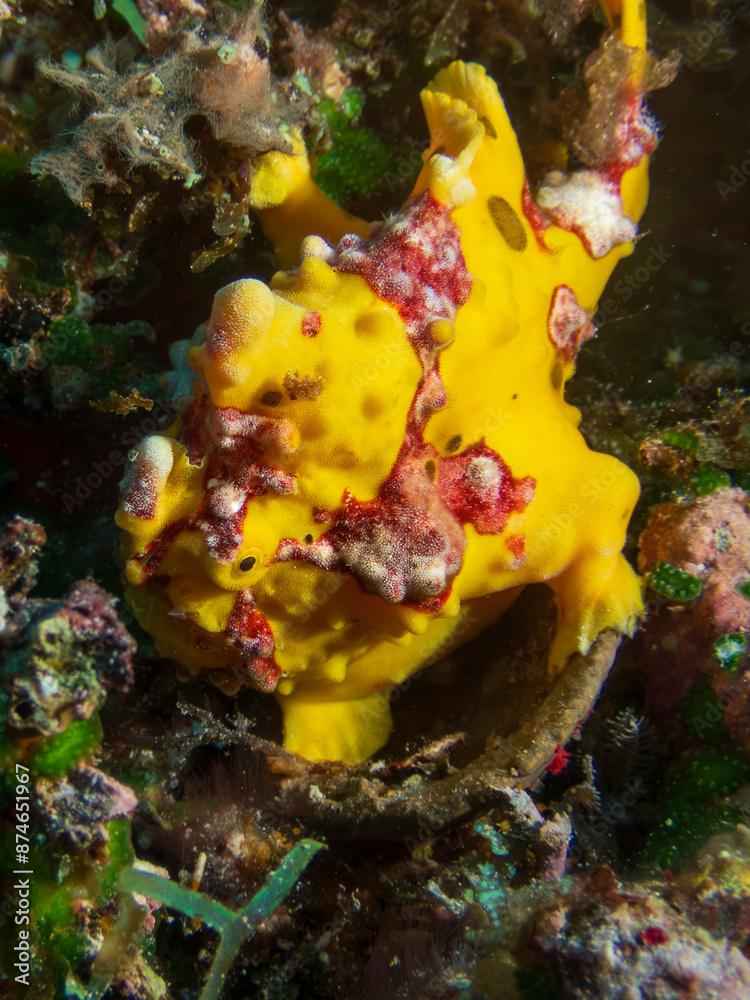 In the coral reefs off Bohol Island, Philippines, the Yellow Warty Frogfish (Antennarius maculatus). A master of disguise, this quirky fish awaits unsuspecting prey. Underwater photography and travel. In the coral reefs off Bohol Island, Philippines, the Yellow Warty Frogfish (Antennarius maculatus). A master of disguise, this quirky fish awaits unsuspecting prey. Underwater photography and travel.