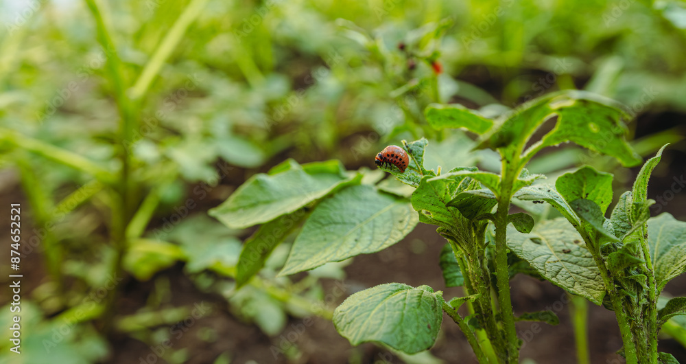 Colorado Potato Beetles Feasting on Potato Plant Leaf Colorado Potato Beetles Feasting on Potato Plant Leaf