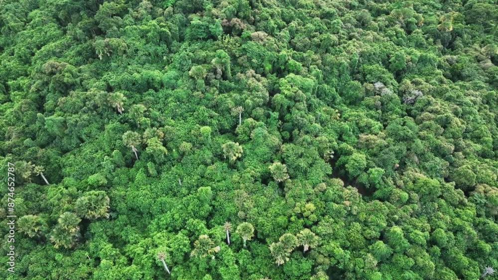 Seen from a bird's eye view, the unbroken canopy of a rainforest stretches into the distance in Indonesia. Seen from a bird's eye view, the unbroken canopy of a rainforest stretches into the distance in Indonesia.