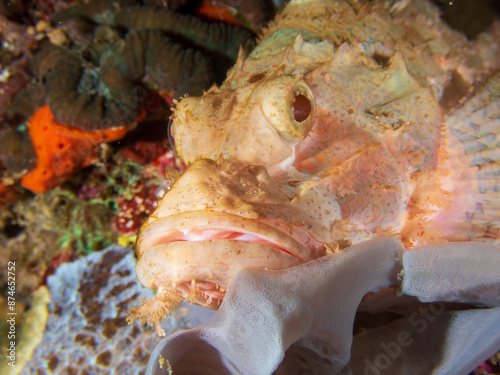 Tassled Scorpionfish (Scorpaenopsis oxycephala) resting on a sponge near Panglao Island, Philippines, blending perfectly into its colorful marine environment. Underwater photography and travel. photo