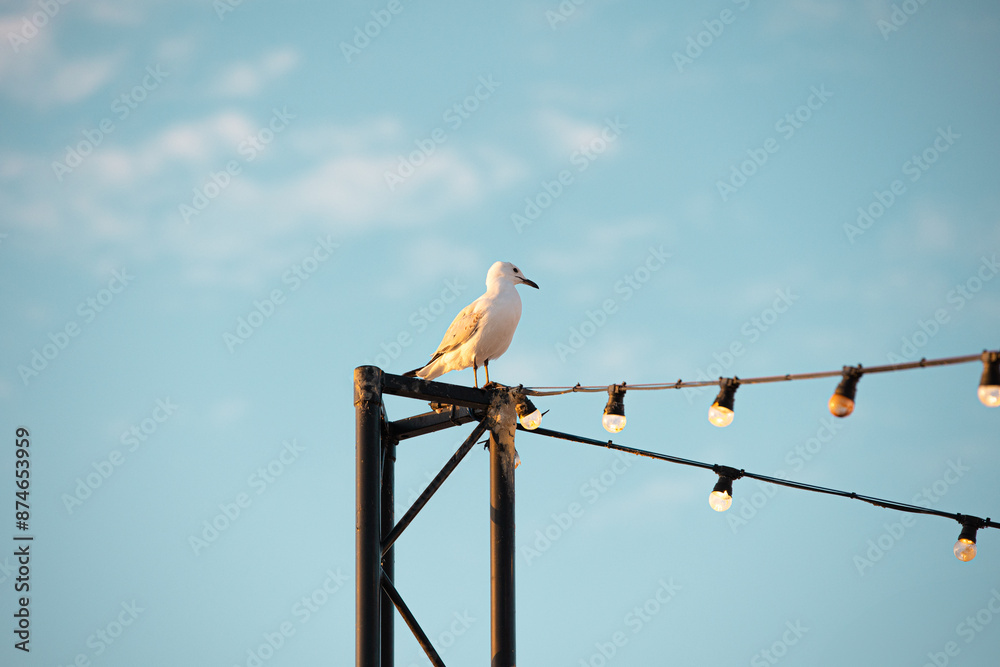 Seagull sitting on a tower with festoon lights Seagull sitting on a tower with festoon lights