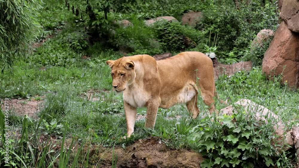 A graceful lioness walks through the territory of the reserve and inspects the territory. Animal and wildlife protection concept. A graceful lioness walks through the territory of the reserve and inspects the territory. Animal and wildlife protection concept.