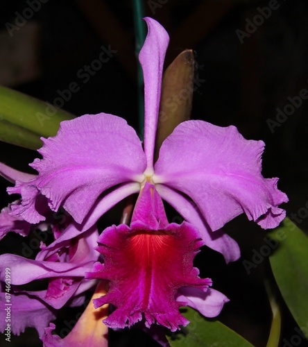 Beautiful Purple Orchid Hybrid Cattleya Linda's Shannon Hill in Bloom. photo