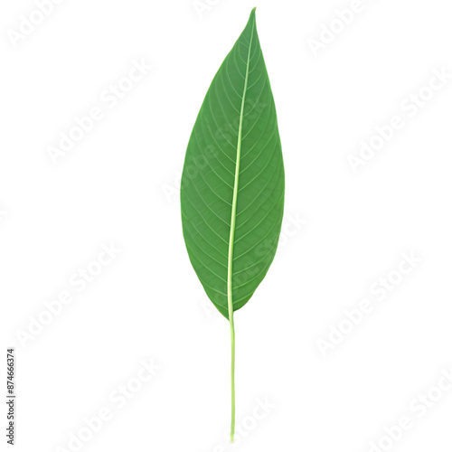 Betel leaves Transparent Background Images 