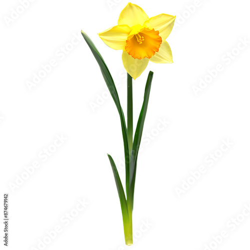 Daffodil flower Transparent Background Images 