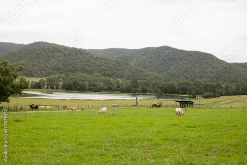 gokula farm NSW photo