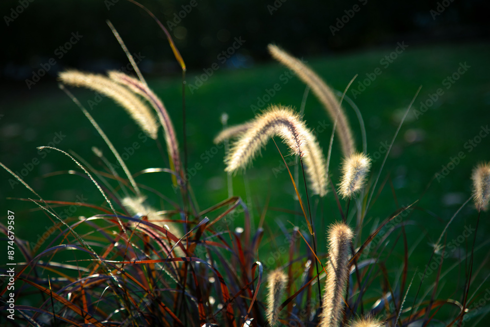 China Grass, in Botanical Gardens Auburn NSW China Grass, in Botanical Gardens Auburn NSW