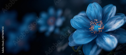 Blue Flower on Black Background