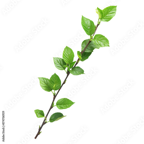 Green Branch with Leaves on white Background., transparent, cut out