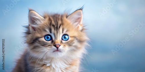Adorable fluffy kitten with bright blue eyes, adorable, fluffy, kitten, blue eyes, cute, pet, furry, animal, small, domestic