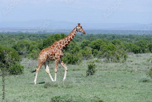 Photography Solitary giraffe  walking on the savannah in Kenya, Africa