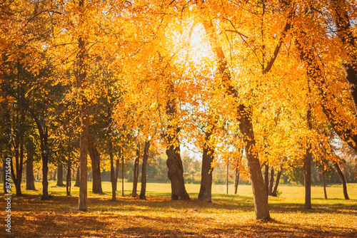 Autumn trees beautiful orange foliage view with the sun