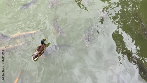 Wallpaper Mural 일본,후쿠오카,호수,오리,물,움직임 Torontodigital.ca