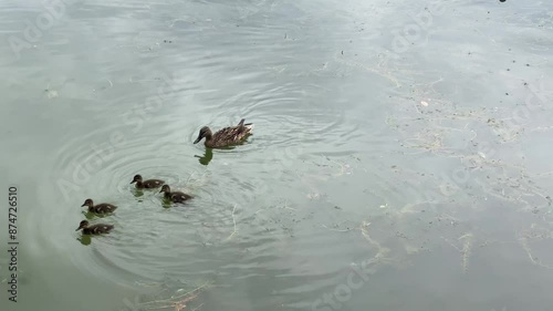 Wallpaper Mural 일본,후쿠오카,호수,오리,물,움직임 Torontodigital.ca