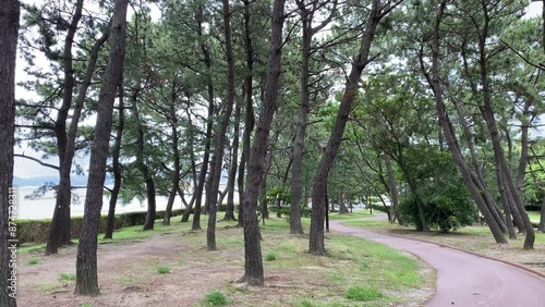 Wallpaper Mural tree, nature, park, forest, trees, landscape, spring, summer, autumn, leaf, foliage, plant, leaves, path, outdoor, sky, sunlight, environment, sunny Torontodigital.ca