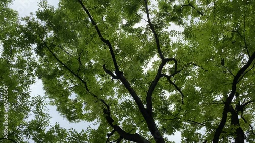 Wallpaper Mural tree, nature, landscape, park, trees, city, building, day Torontodigital.ca