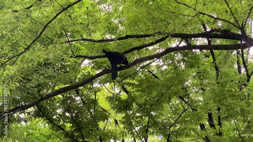 Wallpaper Mural bird, tree, nature, sky, animal, wildlife, birds, black, wild, beak, leaves, spring, crow, trees Torontodigital.ca