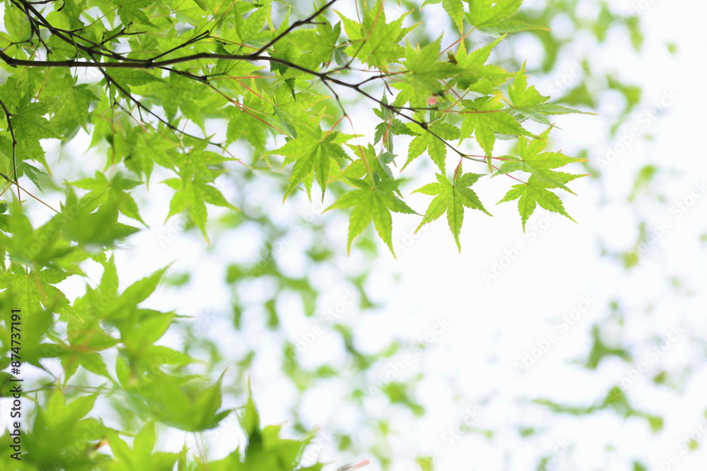 かえでの青葉 白背景 かえでの青葉 白背景
