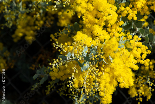 Australian golden wattle tree blooming in flower.