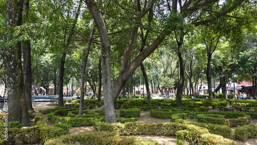 trees in the park