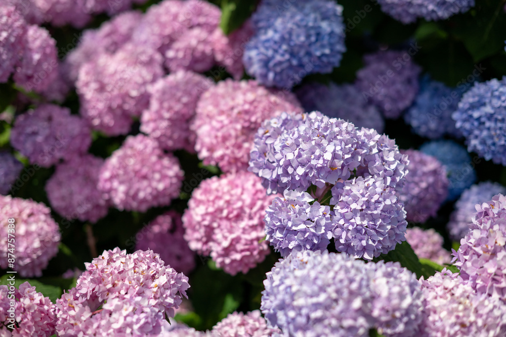 Colorful Hydrangea macrophylla seen in bloom Colorful Hydrangea macrophylla seen in bloom