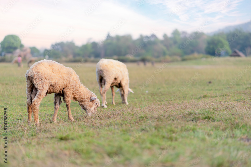 Fototapeta premium Closeup image of sheep grazing on a green meadow with bright blue sky background.