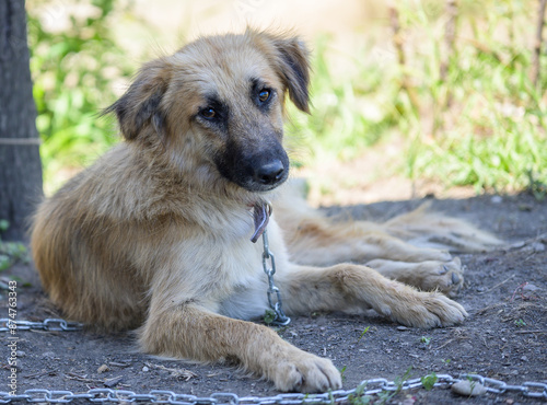 A chained dog. Dog in the yard, in the rural area.