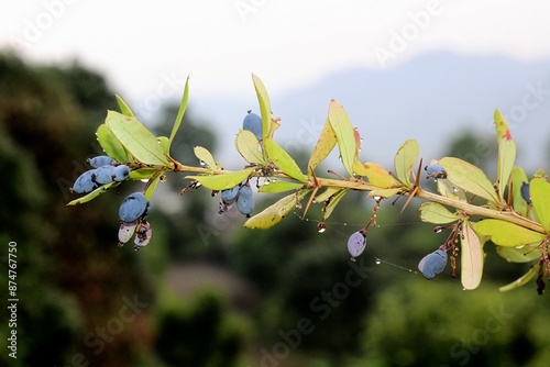Valokuva bluish ripen fruits of berberis aristata in indian mountains