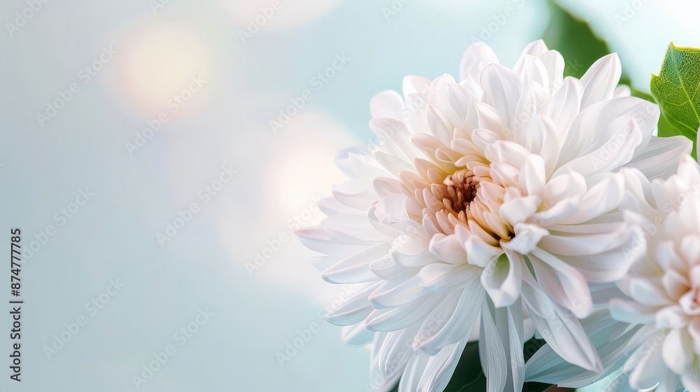 White flower background with delicate petals and soft light, art style botanical White flower background with delicate petals and soft light, art style botanical