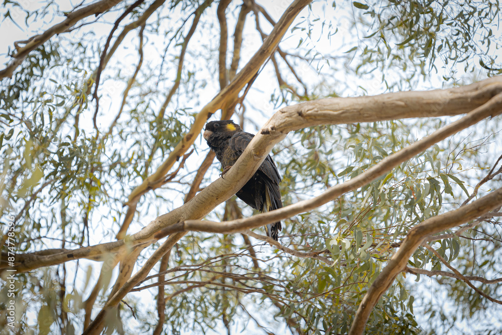 Yellow-tailed black cockatoo in a tree Yellow-tailed black cockatoo in a tree