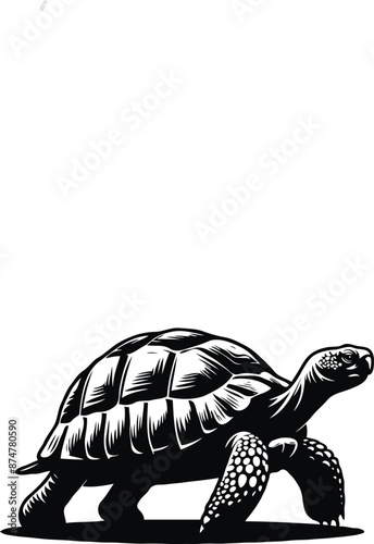 create a tortoise illustration 