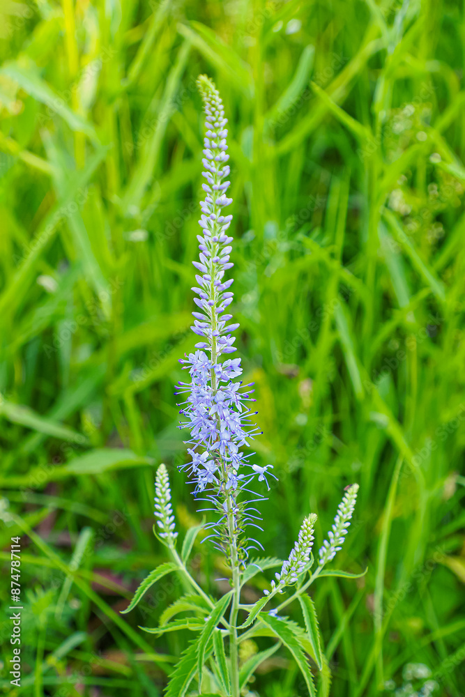 Veronica longleaf. Blue wildflower close-up. Beauty is in nature. Veronica longleaf. Blue wildflower close-up. Beauty is in nature.
