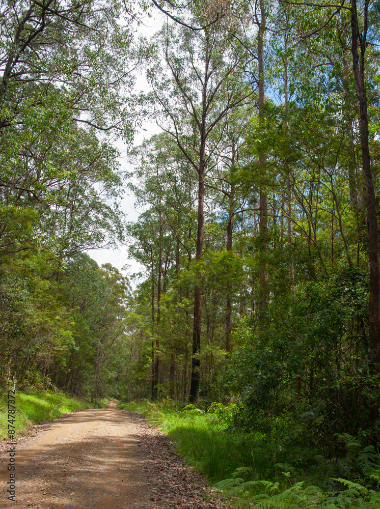 Fototapeta premium Dirt road between tall eucalyptus forest to Boundary Falls