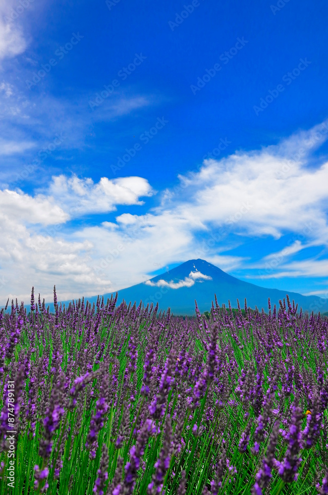 Fototapeta premium 富士山, 世界遺産, 世界文化遺産