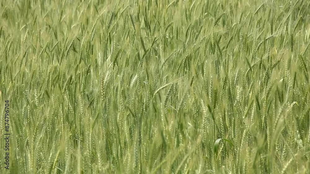 Wind sways wheat in the field and waves of crops. Ears of golden barley move in the wind. Wheat ears on a windy day. Green wheat field Wind sways wheat in the field and waves of crops. Ears of golden barley move in the wind. Wheat ears on a windy day. Green wheat field
