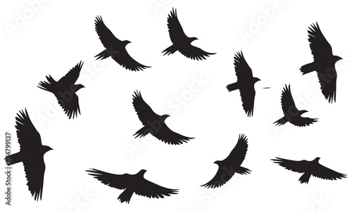 Flying birds silhouettes on white background. Vector illustration. isolated bird flying. tattoo design