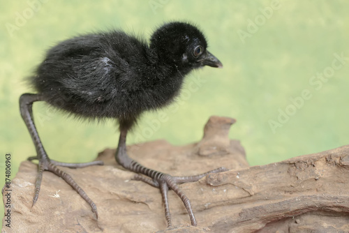 A white-breasted waterhen chick that has just hatched from an egg is looking for food on a rotten log. This bird has the scientific name Amaurornis phoenicurus. photo