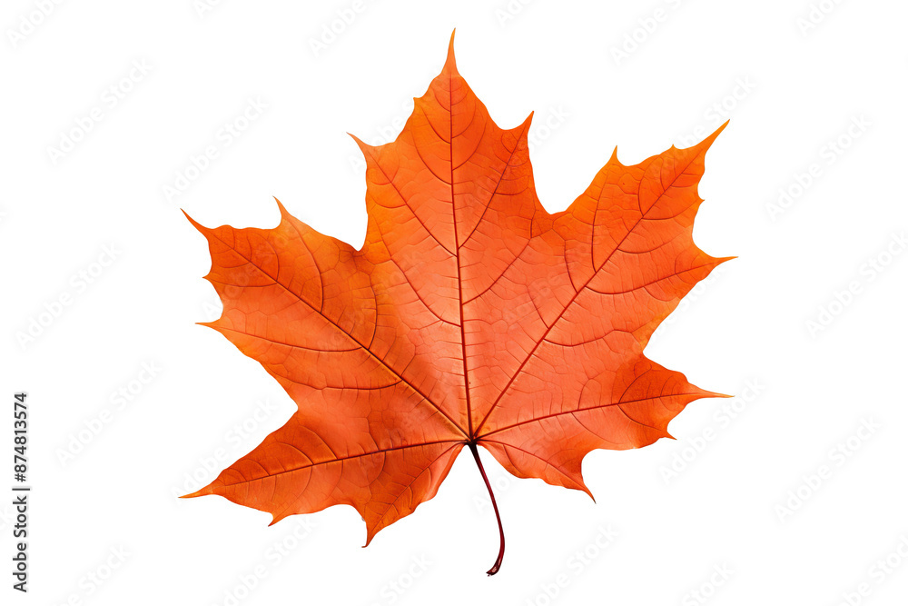 Realistic PNG of autumn leaf with white background for seasonal and nature-themed design projects, high-resolution fall foliage illustration ideal for artistic and decorative graphics Realistic PNG of autumn leaf with white background for seasonal and nature-themed design projects, high-resolution fall foliage illustration ideal for artistic and decorative graphics