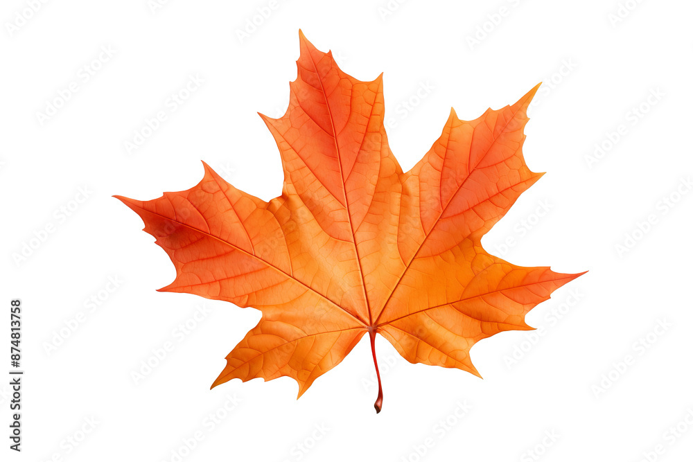 Realistic PNG of autumn leaf with white background for seasonal and nature-themed design projects, high-resolution fall foliage illustration ideal for artistic and decorative graphics Realistic PNG of autumn leaf with white background for seasonal and nature-themed design projects, high-resolution fall foliage illustration ideal for artistic and decorative graphics
