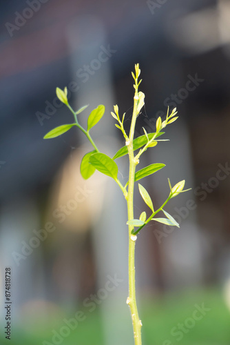 Opiliaceae Plantae Young shoots of sweet vegetables It is popular to cook local food.