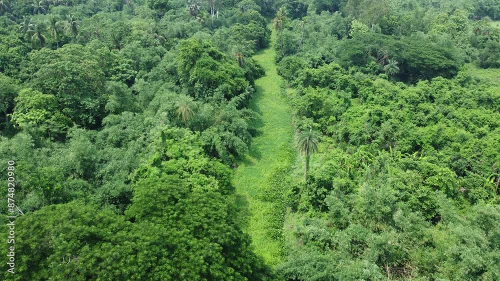 Aerial view shot of deep green forest. Aerial view shot of deep green forest.