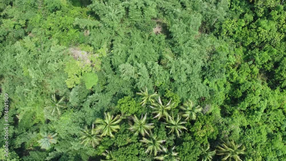 Aerial view shot of deep green forest. Aerial view shot of deep green forest.