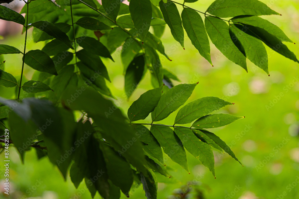 Beautiful bright green leaves of the common ash tree. Fraxinus excelsior growing in the park. Beautiful bright green leaves of the common ash tree. Fraxinus excelsior growing in the park.
