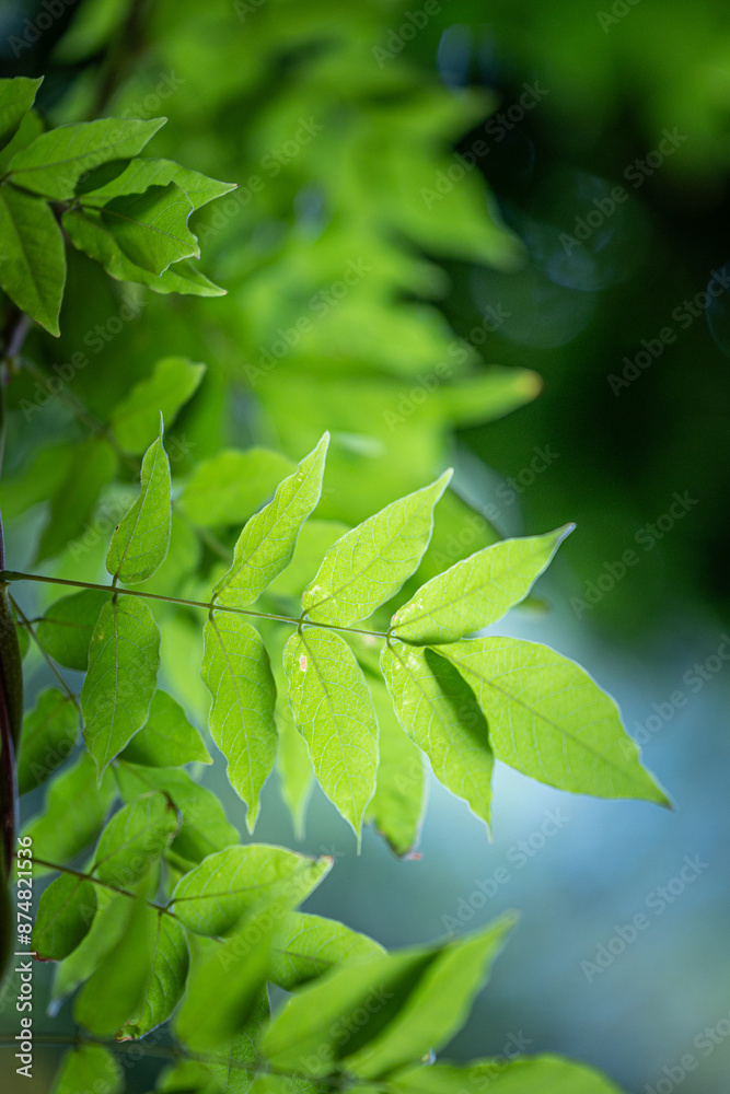 Beautiful bright green leaves of the common ash tree. Fraxinus excelsior growing in the park. Beautiful bright green leaves of the common ash tree. Fraxinus excelsior growing in the park.
