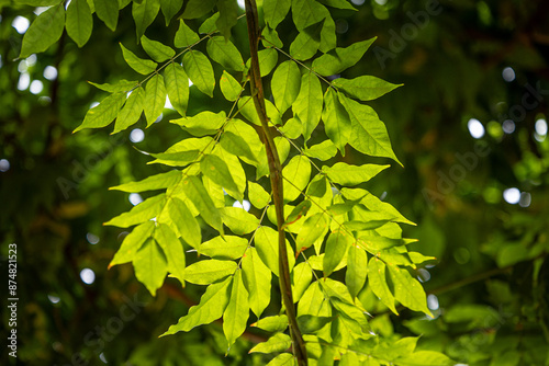 Beautiful bright green leaves of the common ash tree. Fraxinus excelsior growing in the park.
