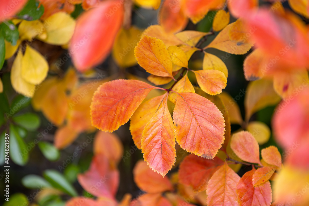 Beautiful red and orange autumn bush leaves in the park. Seasonal scenery with colorful foliage. Beautiful red and orange autumn bush leaves in the park. Seasonal scenery with colorful foliage.