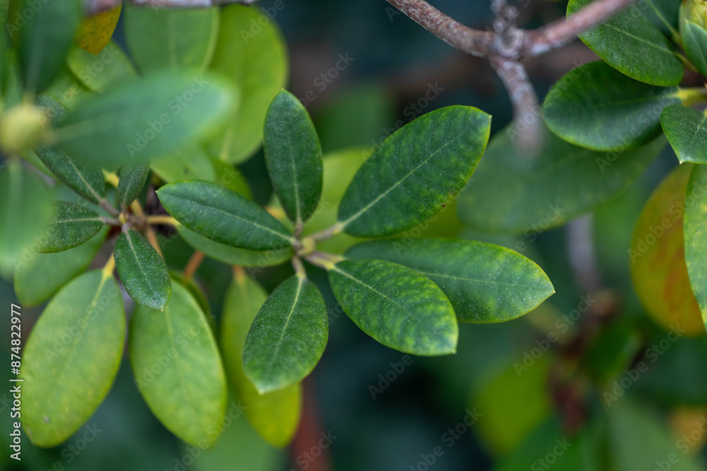 Beautiful green leaves of the hedge bush in park. Plant detail close-up. Beautiful green leaves of the hedge bush in park. Plant detail close-up.