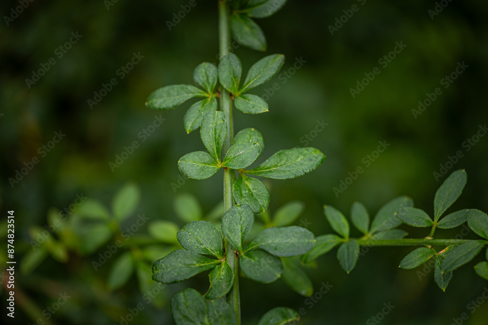 Delicate bush branch with small leaves growing in the park. Natural autumn scenery in garden.