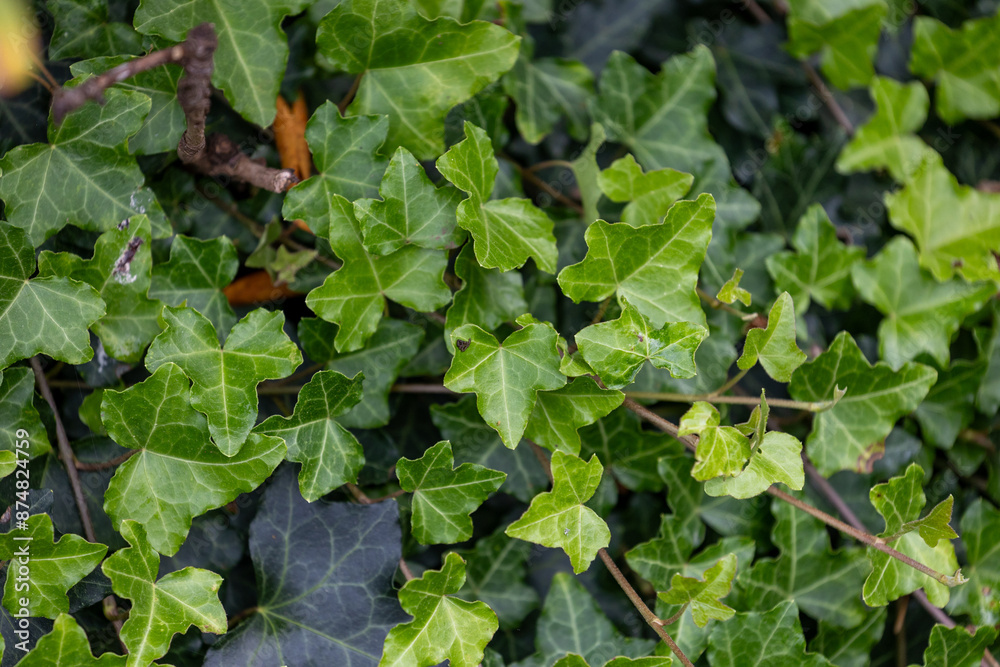 Beautiful common ivy leaves in the park. Hedera helix growing in the garden. Beautiful common ivy leaves in the park. Hedera helix growing in the garden.